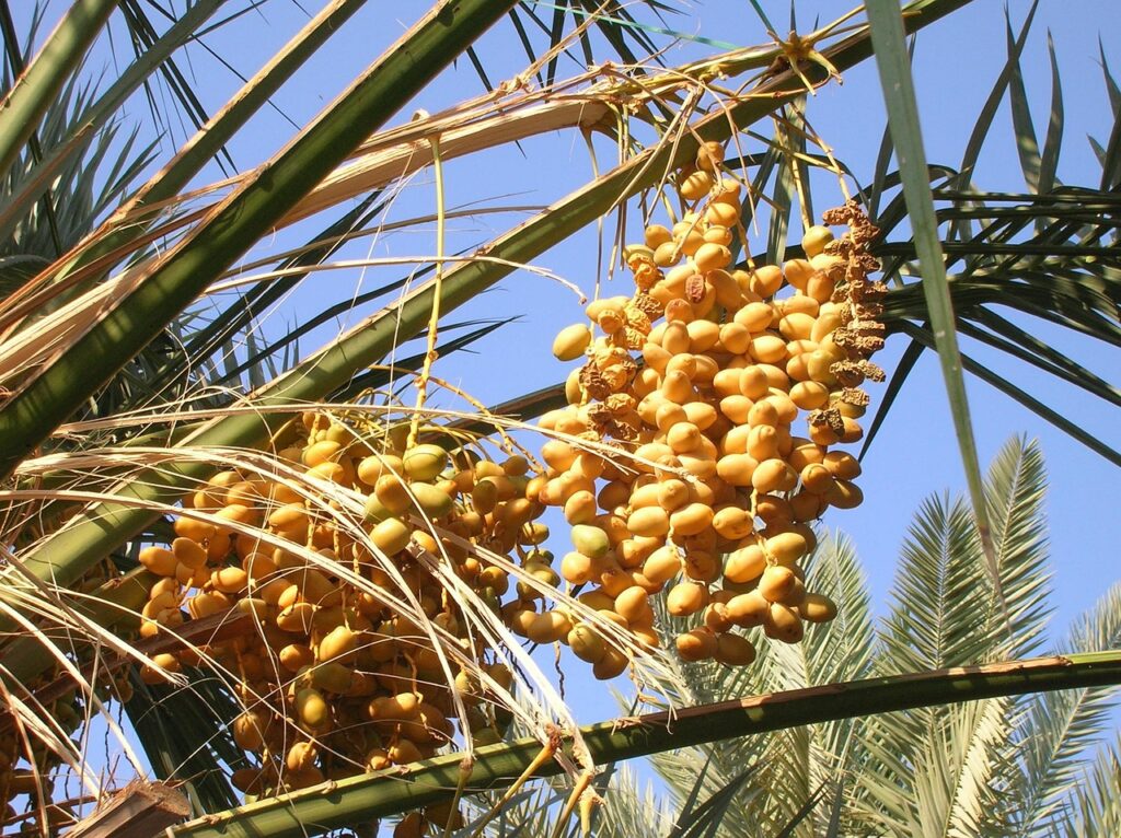 medina, tree, dates-86188.jpg